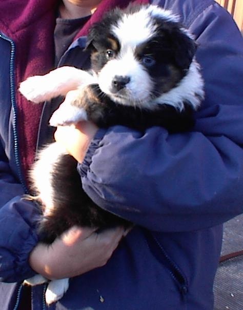Riker at 6 weeks 