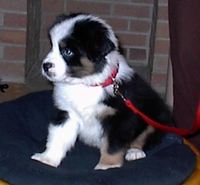 Riker his first day home )