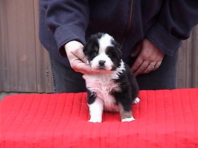 Riker at 4 weeks